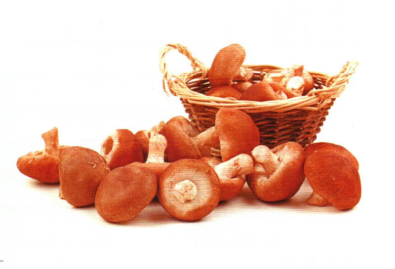 香菇——益胃助食